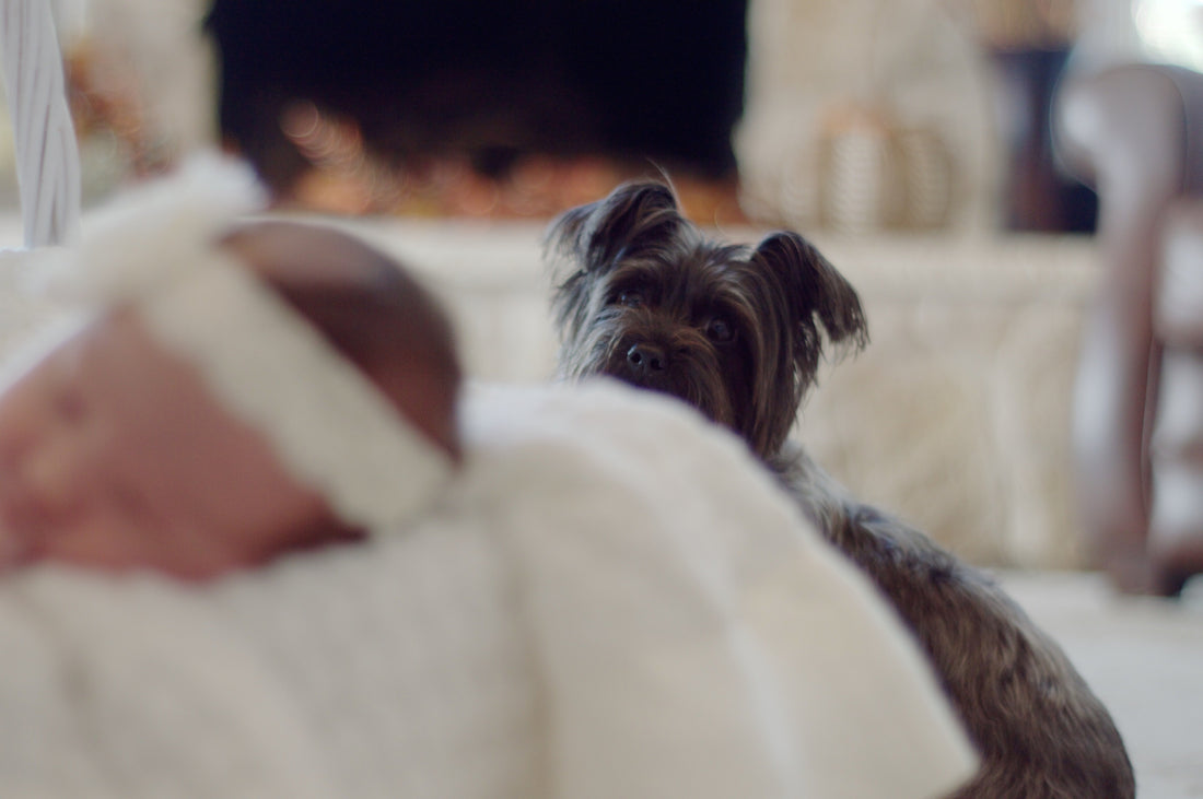 An image of a dog peering curiously over a newborn baby sleeping.